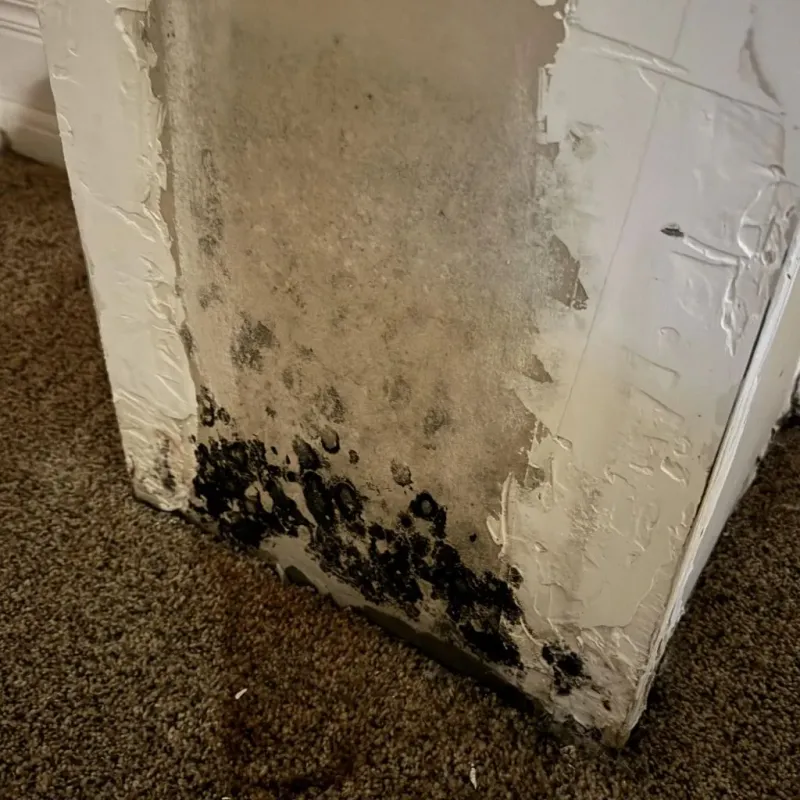 Professional Mold Removal in West Helena, AR